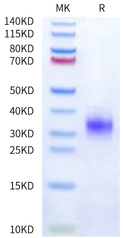 Cynomolgus FcRH5 Domain on Bis-Tris PAGE under reduced condition. The purity is greater than 95%.Recombinant Cynomolgus FcRH5/FcRL5 Domain Protein, Active