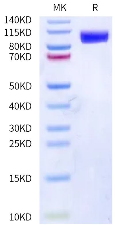 Human EGFR on Bis-Tris PAGE under reduced condition. The purity is greater than 95%.Recombinant Human EGFR/HER1 Protein, Active