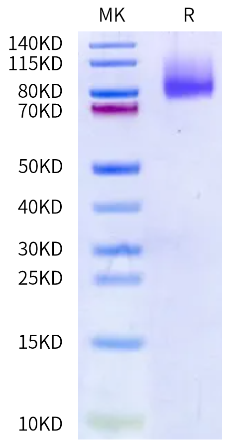 Human Mucin-13 on Bis-Tris PAGE under reduced condition. The purity is greater than 95%.Recombinant Human Mucin-13 Protein, Active