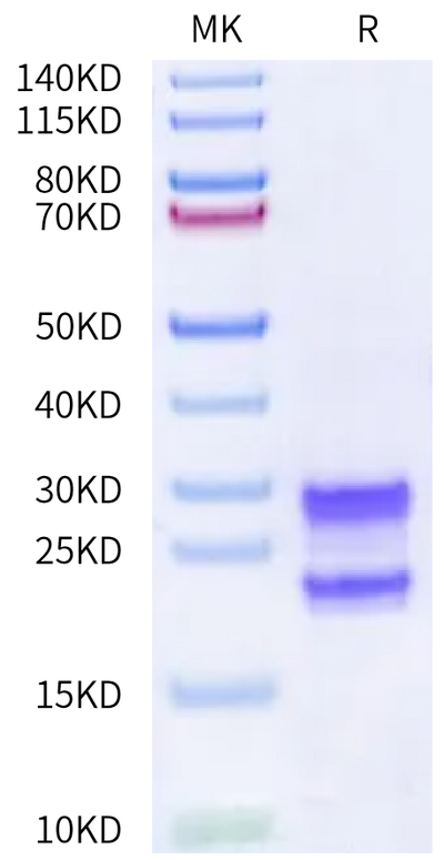 Cynomolgus CD3E&CD3G on Bis-Tris PAGE under reduced condition. The purity is greater than 95%.Recombinant Cynomolgus CD3E&CD3G/CD3 epsilon&CD3 gamma Protein, Active