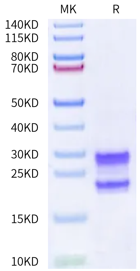 Cynomolgus CD3E&CD3G on Bis-Tris PAGE under reduced condition. The purity is greater than 95%.Recombinant Cynomolgus CD3E&CD3G/CD3 epsilon&CD3 gamma Protein, Active