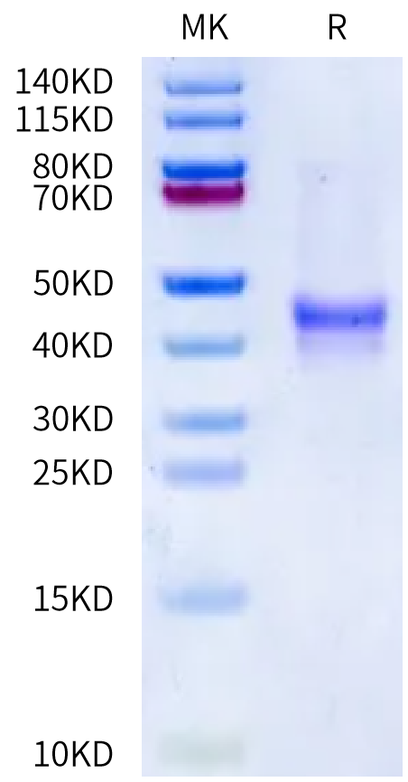 Human Mucin-1 on Bis-Tris PAGE under reduced condition. The purity is greater than 95%.Recombinant Human Mucin-1/MUC-1 Protein