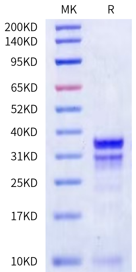 Mouse Kallikrein 7 on Bis-Tris PAGE under reduced condition. The purity is greater than 90%.Recombinant Mouse Kallikrein 7/KLK7 Protein, Active