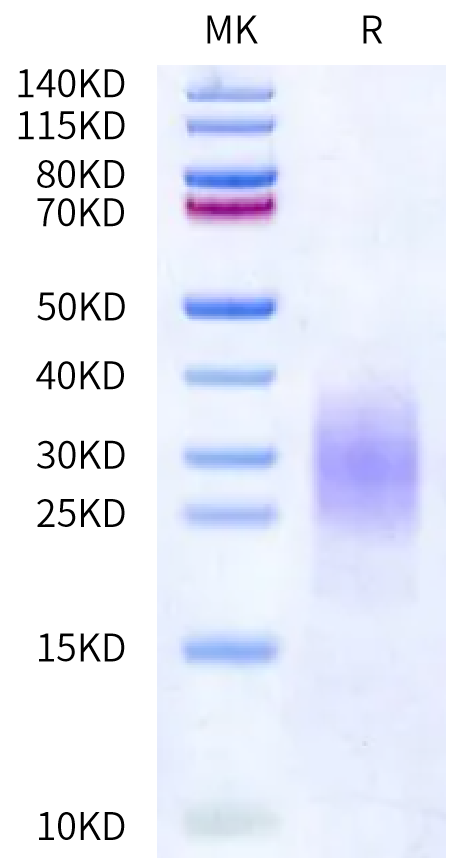 Human FcRH5 Domain on Bis-Tris PAGE under reduced condition. The purity is greater than 95%.Recombinant Human FcRH5/FcRL5 Domain Protein, Active