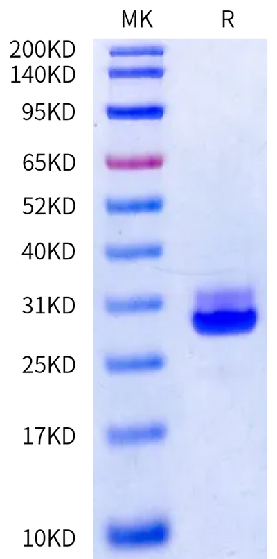 Cynomolgus Kallikrein 7 on Bis-Tris PAGE under reduced condition. The purity is greater than 95%.Recombinant Cynomolgus Kallikrein 7/KLK7 Protein, Active