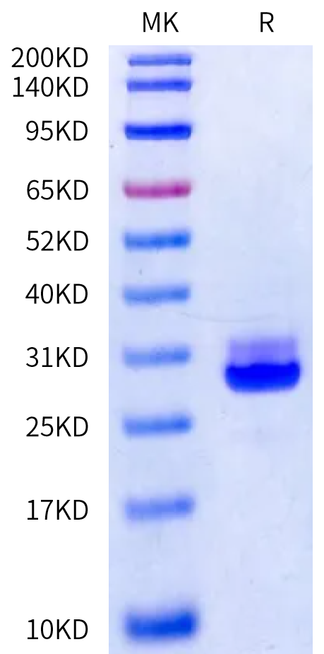 Cynomolgus Kallikrein 7 on Bis-Tris PAGE under reduced condition. The purity is greater than 95%.Recombinant Cynomolgus Kallikrein 7/KLK7 Protein, Active