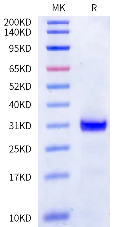 Human Kallikrein 2 on Bis-Tris PAGE under reduced condition. The purity is greater than 95%.Recombinant Human Kallikrein 2/KLK2 Protein, Active