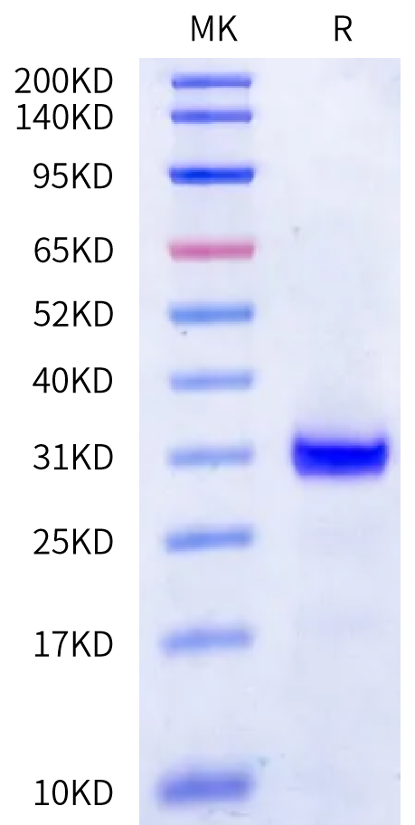 Human Kallikrein 2 on Bis-Tris PAGE under reduced condition. The purity is greater than 95%.Recombinant Human Kallikrein 2/KLK2 Protein, Active