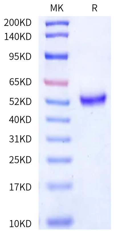 Human CD3E on Bis-Tris PAGE under reduced condition. The purity is greater than 95%.Recombinant Human CD3E/CD3 epsilon Protein, Active