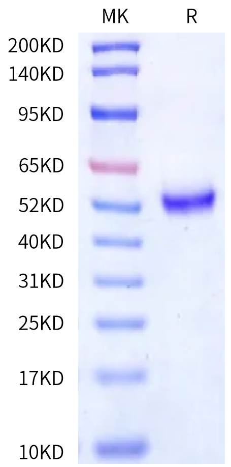 Human CD3E on Bis-Tris PAGE under reduced condition. The purity is greater than 95%.Recombinant Human CD3E/CD3 epsilon Protein, Active