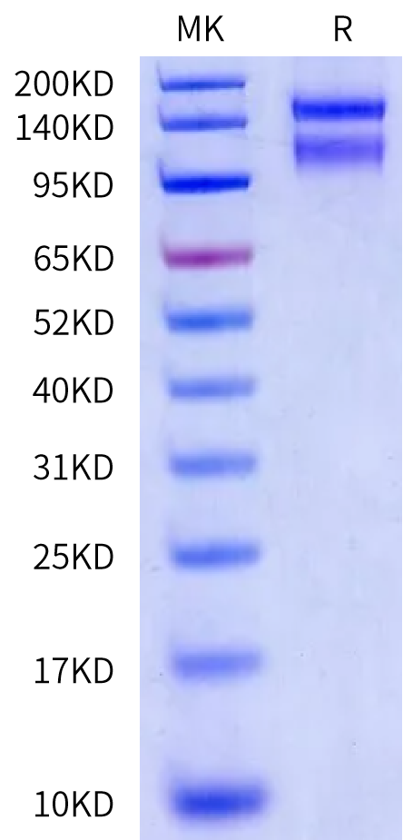 Biotinylated Human ITGA2&ITGB1 on Bis-Tris PAGE under reduced condition. The purity is greater than 95%.Biotinylated Human Integrin alpha 2 beta 1 (ITGA2&ITGB1) Heterodimer Protein