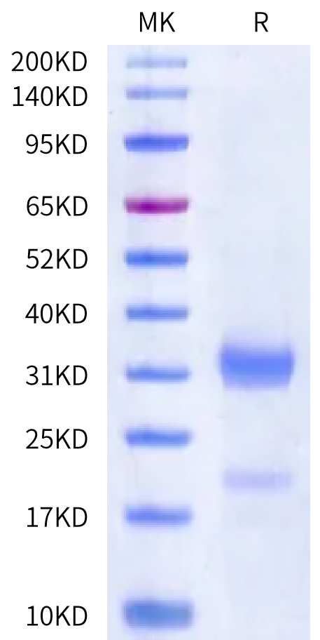 Human Kallikrein 2 on Bis-Tris PAGE under reduced condition. The purity is greater than 90%.Recombinant Human Kallikrein 2/KLK2 Protein, Active