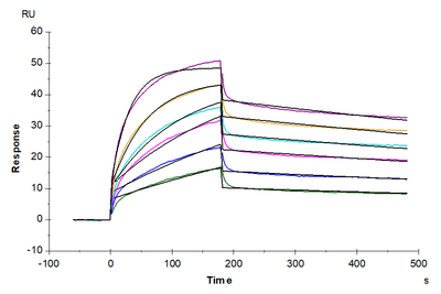 Biotinylated Human Claudin 6 Protein-VLP, ActiveBiotinylated Human Claudin 6 Protein-VLP, Active