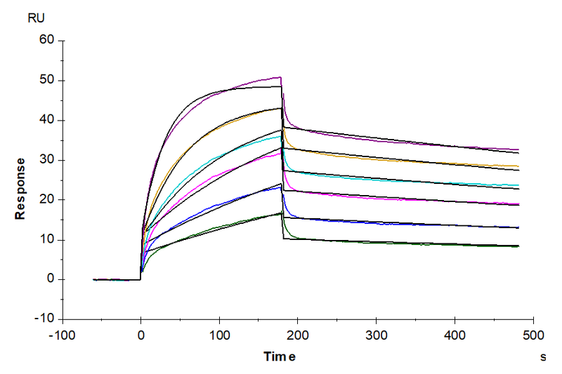 Biotinylated Human Claudin 6 Protein-VLP, ActiveBiotinylated Human Claudin 6 Protein-VLP, Active