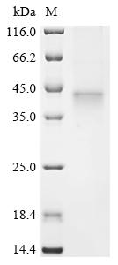 Greater than 85% as determined by SDS-PAGE.Recombinant Human PRSS50 Protein (C-6xHis)