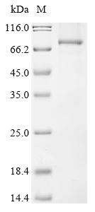 Greater than 85% as determined by SDS-PAGE.Recombinant Human DHX33 Protein (C-6xHis)