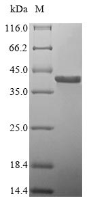Greater than 85% as determined by SDS-PAGE.Recombinant Human GP1BB Protein (N-10xHis-SUMO & C-Myc)