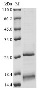 Greater than 85% as determined by SDS-PAGE.Recombinant Human GYPB Protein (N-10xHis)