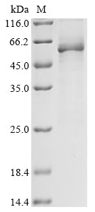 Greater than 85% as determined by SDS-PAGE.Recombinant Human UGT2B17 Protein (N-10xHis)