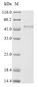 Greater than 85% as determined by SDS-PAGE.Recombinant Human PVRIG Protein (N-6xHis-SUMO)