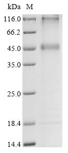 Greater than 85% as determined by SDS-PAGE.Recombinant Human KCNK13 Protein (N-10xHis)