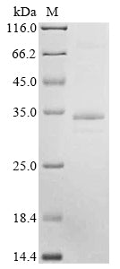 Greater than 85% as determined by SDS-PAGE.Recombinant Human PARL Protein (C-Myc)
