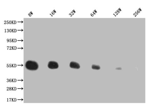 Western Blot Positive WB detected in: 200ng recombinant protein with His tag His antibody at 1:8w, 1:16w, 1:32w, 1:64w, 1:128w, 1:256w Secondary Goat polyclonal to mouse IgG at 1/50000 dilution Predicted band size: 43.4 KDa Observed band size: 43.4 KDa Exposure time：5minMouse His Monoclonal Antibody