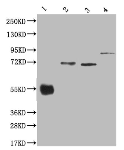 Western Blot Positive WB detected in:200ng of four Recombinant protein with his tag All lanes: His antibody at 1:5000 Secondary Goat polyclonal to mouse IgG at 1/50000 dilution Predicted band size: 43.4, 62.5,56,80.6 KDa Observed band size:43.4, 66, 57 ,90 KDa Exposure time：5minMouse His Monoclonal Antibody