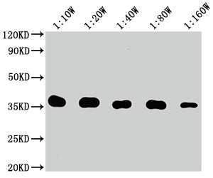 Western BlotPositive WB detected in: 10ng Flag Tag fusion protein Flag Tag antibody at 1:100000, 1:200000, 1:400000, 1:800000, 1:1600000SecondaryGoat polyclonal to mouse IgG at 1/50000 dilutionPredicted band size: 35 kDaObserved band size: 35 kDaMouse Flag Tag Monoclonal Antibody