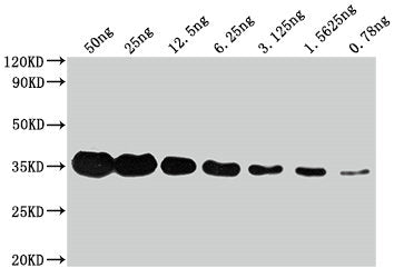 Western BlotPositive WB detected in: Flag Tag fusion protein at 50ng, 25ng, 12.5ng, 6.25ng, 3.625ng, 1.5625ng, 0.78ngAll lanes: Flag Tag antibody at 1:1000SecondaryGoat polyclonal to mouse IgG at 1/50000 dilutionPredicted band size: 35 kDaObserved band size: 35 kDaMouse Flag Tag Monoclonal Antibody
