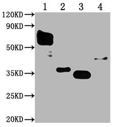 Western BlotPositive WB detected in: Flag Tag fusion protein 1, 2, 3, 4 at 50ngAll lanes:  Flag Tag antibody at 1:1000SecondaryGoat polyclonal to mouse IgG at 1/50000 dilutionPredicted band size: 59.6, 36, 35, 42 kDaObserved band size: 59.6, 36, 35, 42 kDaMouse Flag Tag Monoclonal Antibody