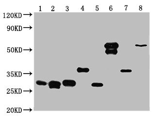 `Western Blot Positive WB detected in: 25ng Recombinant protein with GST tag from E.coli  All lanes: GST antibody at 1:10000 Secondary Goat polyclonal to mouse IgG at 1/50000 dilution Predicted band size: 32.6, 30.1, 29.5, 37.4, 30.4, 60.5, 38.1, 61.6 KDa Observed band size: 31, 30, 31, 37, 30, 60, 37, 61 KDa Exposure time：5minMouse GST Monoclonal Antibody