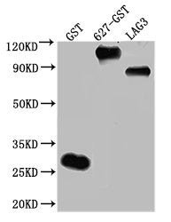 `Western Blot Positive WB detected in: 50ng Recombinant protein with GST tag from E.coli  All lanes: GST antibody at 1:2000 Secondary Goat polyclonal to mouse IgG at 1/50000 dilution Predicted band size: 26, 102.9, 75.6 KDa Observed band size: 26, 103, 76 KDa Exposure time：1minMouse GST Monoclonal Antibody