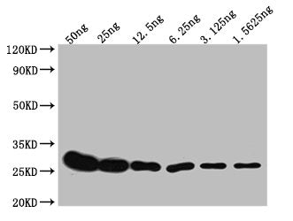 `Western Blot Positive WB detected in: Recombinant protein with GST tag from E.coli at 50ng, 25ng, 12.5ng, 6.25ng, 3.125ng, 1.5625ng  All lanes: GST antibody at 1:10000 Secondary Goat polyclonal to mouse IgG at 1/50000 dilution Predicted band size: 26 KDa Observed band size: 26 KDa Exposure time：5minMouse GST Monoclonal Antibody