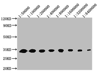 Western Blot Positive WB detected in: 50ng recombinant protein  All lanes: GFP antibody at 1:50000, 1:100000, 1:200000, 1:400000, 1:800000, 1:1600000, 1:3200000, 1:6400000 Secondary Goat polyclonal to mouse IgG at 1/50000 dilution Predicted band size: 32 KDa Observed band size: 32 KDa Exposure time:5minMouse GFP Monoclonal Antibody