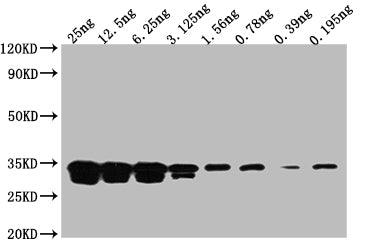 Western Blot Positive WB detected in: Recombinant protein at 25ng, 12.5ng, 6.25ng, 3.125ng, 1.56ng, 0.78ng, 0.39ng, 0.195ng All lanes: GFP antibody at 1:2000 Secondary Goat polyclonal to mouse IgG at 1/50000 dilution Predicted band size: 32 KDa Observed band size: 32 KDa Exposure time:5minMouse GFP Monoclonal Antibody