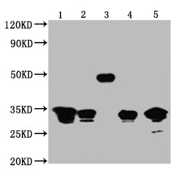 Western Blot Positive WB detected in: 1-4  lanes:Recombinant proteins with GFP tag for 50ng; 5 lane:  293F whole cell lysate transfected with GFP for 5μg All lanes GFP antibody at 1:5000 Secondary Goat polyclonal to mouse IgG at 1/50000 dilution Predicted band size:1,2,3,4 and 5 is 32,32,50,32,32 KDa respectively Observed band size: 32,32,50,32,32 KDa Exposure time:1minMouse GFP Monoclonal Antibody