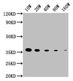 Western BlotPositive WB detected in: 15μg hela whole cell lysateGAPDH antibody at 1:100000, 1:200000, 1:400000, 1:800000, 1:1600000SecondaryGoat polyclonal to mouse IgG at 1/50000 dilutionPredicted band size: 36 KDaObserved band size: 36 KDaExposure time: 5minMouse anti-Human GAPDH Monoclonal antibody