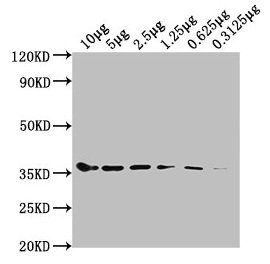 Western BlotPositive WB detected in: Hela whole cell lysate at 10μg, 5μg, 2.5μg, 1.25μg, 0.625μg, 0.3125μgAll lanes: GAPDH antibody at 1:5000SecondaryGoat polyclonal to mouse IgG at 1/50000 dilutionPredicted band size: 36 KDaObserved band size: 36 KDaExposure time: 5minMouse anti-Human GAPDH Monoclonal antibody