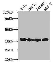 Western BlotPositive WB detected in: Hela whole cell lysate, HepG2 whole cell lysate, Jurkat whole cell lysate, MCF-7 whole cell lysate All lanes: GAPDH antibody at 1:2000SecondaryGoat polyclonal to mouse IgG at 1/50000 dilutionPredicted band size: 36 KDaObserved band size: 36 KDaExposure time: 30sMouse anti-Human GAPDH Monoclonal antibody