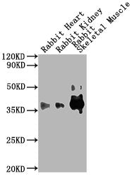 Western BlotPositive WB detected in: Rabbit heart tissue, Rabbit kidney tissue, Rabbit muscle tissue All lanes GAPDH antibody at 1:5000SecondaryGoat polyclonal to mouse IgG at 1/50000 dilutionPredicted band size: 36 KDaObserved band size: 36 KDaExposure time: 10sMouse anti-Human GAPDH Monoclonal Antibody antibody