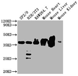 Western BlotPositive WB detected in: SP2/0 whole cell lysate, NIH/3T3 whole cell lysate, Raw264.7 whole cell lysate, Mouse heart tissue, Mouse kidney tissue All lanes GAPDH antibody at 1:5000SecondaryGoat polyclonal to mouse IgG at 1/50000 dilutionPredicted band size: 36 KDaObserved band size: 36 KDaExposure time: 5minMouse anti-Human GAPDH Monoclonal antibody
