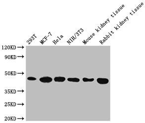 Western Blot Positive WB detected in: 293T whole cell lysate, MCF-7 whole cell lysate, Hela whole cell lysate, NIH/3T3 whole cell lysate, Mouse kidney tissue, Rabbit kidney tissue All lanes: ACTB antibody at 1:5000 Secondary Goat polyclonal to mouse IgG at 1/50000 dilution Predicted band size: 42 KDa Observed band size: 42 KDa Exposure time：5min
