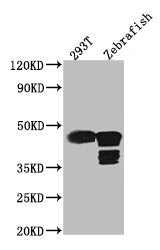 Western Blot Positive WB detected in: 293T whole cell lysate, Zebrafish tissue All lanes: ACTB antibody at 1:5000 Secondary Goat polyclonal to mouse IgG at 1/50000 dilution Predicted band size: 42 KDa Observed band size: 42 KDa Exposure time：5minMouse ACTB Monoclonal Antibody