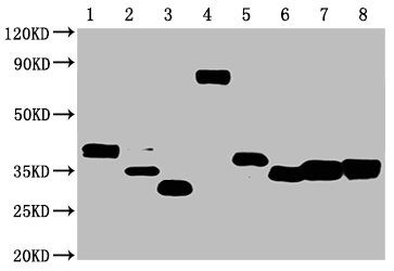 Western Blot Positive WB detected in: 50ng Recombinant protein with Avi tag from E.coli and Mammalian cell All lanes: Avi tag antibody at 1:1000 Secondary Goat polyclonal to mouse IgG at 1/50000 dilution Predicted band size: 40, 35, 30, 70, 40, 33, 35, 40 KDa Observed band size: 40, 35, 30, 70, 40, 33, 35, 4 KDa Exposure time：1min