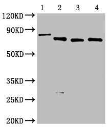 Western Blot Positive WB detected in: 50ng Recombinant protein with Avi tag from E.coli All lanes: Avi tag antibody at 1:2000 Secondary Goat polyclonal to mouse IgG at 1/50000 dilution Predicted band size: 81.2, 67, 66.9, 66.9 KDa Observed band size: 82, 67, 67, 67KDa Exposure time：5min