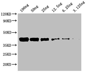 Western Blot Positive WB detected in: Recombinant protein from Mammalian cell with Avi tag from E.coli at 100ng, 50ng, 25ng, 12.5ng, 6.25ng, 3.125ng All lanes: Avi tag antibody at 1:1000 Secondary Goat polyclonal to mouse IgG at 1/50000 dilution Predicted band size: 40 KDa Observed band size: 40 KDa Exposure time：1min