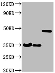 Western BlotPositive WB detected in: 3 different overexpression lysates with HA taggedAll lanes: HA-Tag antibody at 1:1000SecondaryGoat polyclonal to Mouse IgG at 1/10000 dilutionPredicted band size: 35, 35, 48 kDaObserved band size: 35, 35, 48 kDaMouse HA-Tag Monoclonal Antibody