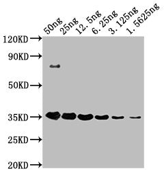 Western BlotPositive WB detected in: HA-tagged fusion protein at 50ng, 25ng, 12.5ng, 6.25ng, 3.125ng, 1.5625ngAll lanes: HA-Tag antibody at 1:1000SecondaryGoat polyclonal to Mouse IgG at 1/10000 dilutionPredicted band size: 35 kDaObserved band size: 35 kDaMouse HA-Tag Monoclonal Antibody