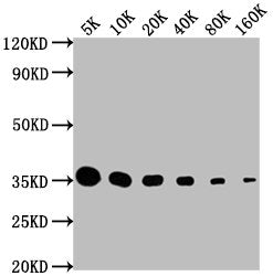 Western BlotPositive WB detected in: HA-tagged fusion proteinAll lanes: HA-Tag antibody at 1:5000, 1:10000, 1:20000, 1:40000, 1:80000, 1:160000SecondaryGoat polyclonal to Mouse IgG at 1/10000 dilutionPredicted band size: 35 kDaObserved band size: 35 kDaMouse HA-Tag Monoclonal Antibody